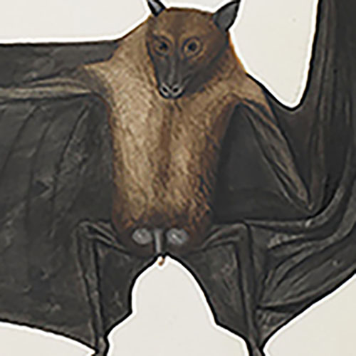 A painting of a bat with its right wing extended.