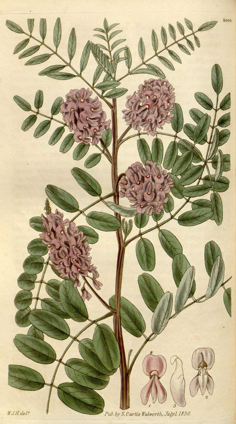 Illustration of an indigo plant depicting its leaves and flowers.