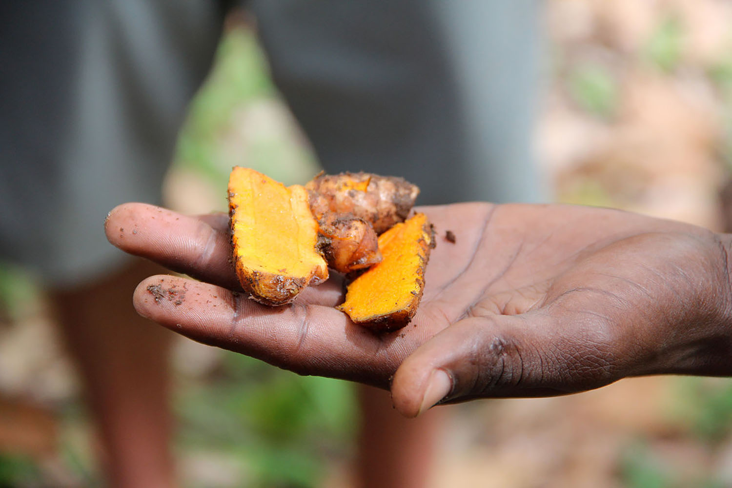 Sections of cut turmeric root presented on a person’s palm.