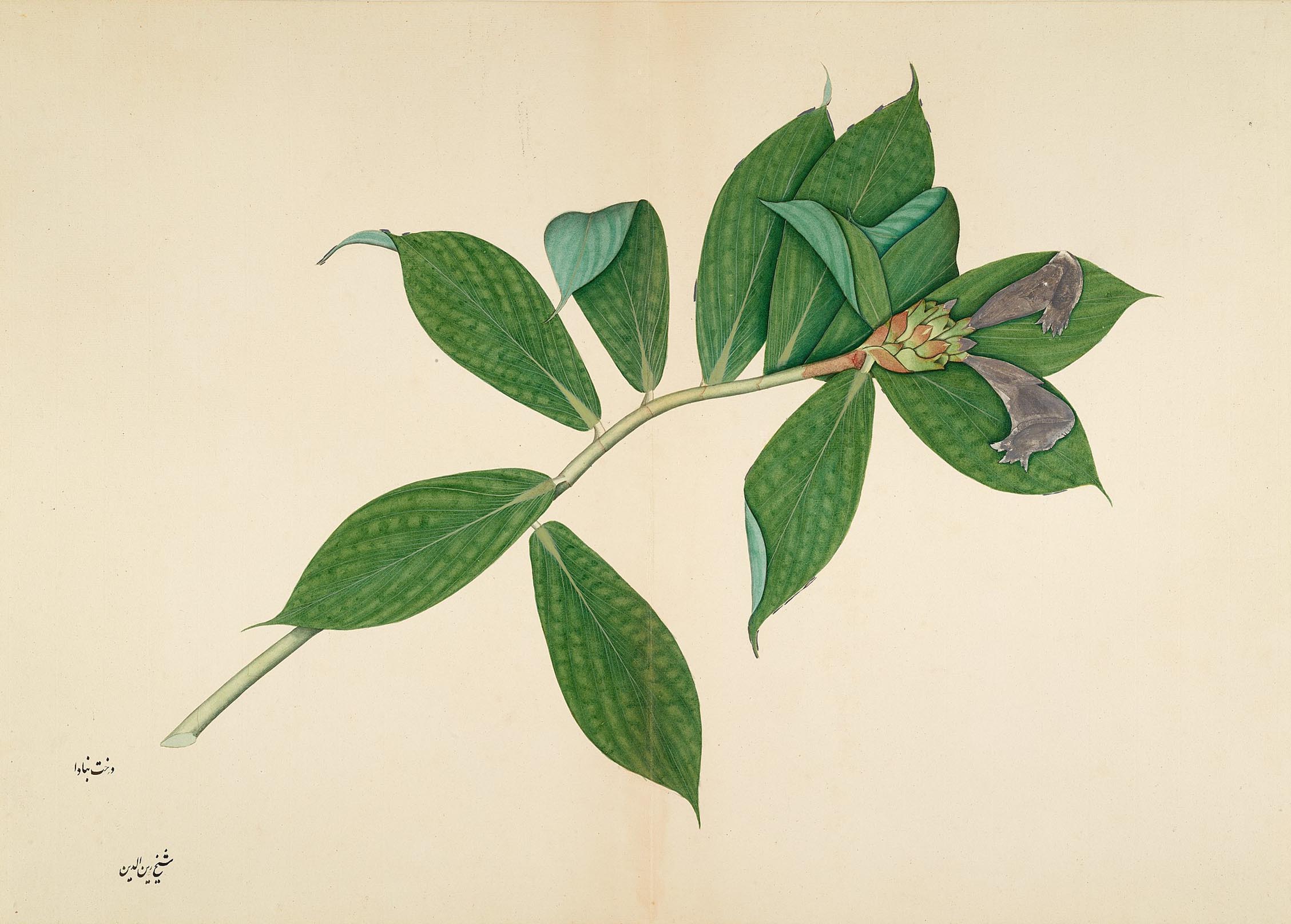 A painting of a branch of a Crepe Ginger Plant bearing leaves and buds.