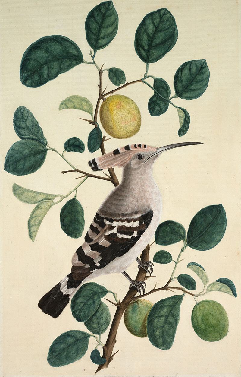 A painting depicting a Hoopoe bird seated on the branch of a citrus tree, bearing a fruit.