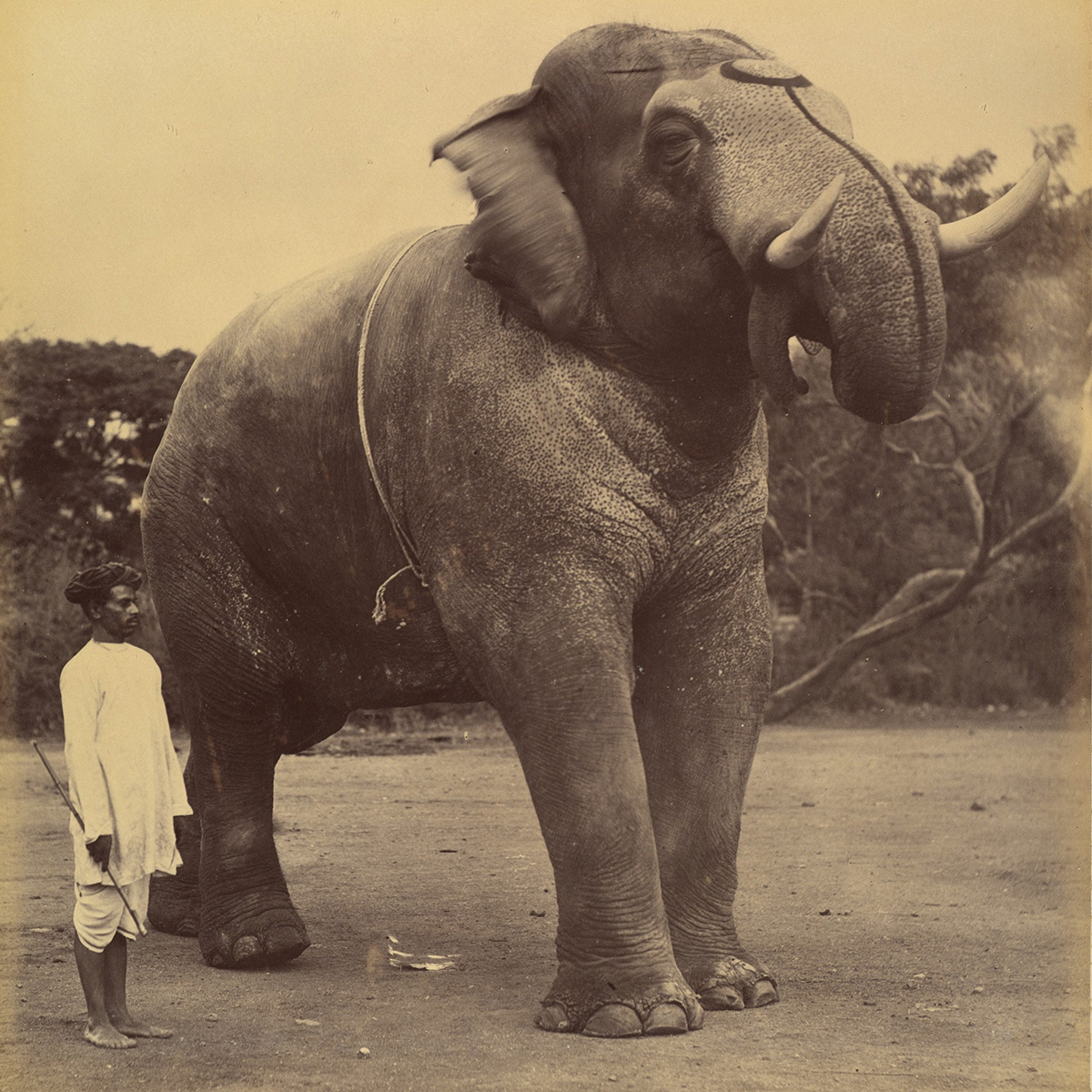 A sepia-toned photograph of an elephant accompanied by his mahout.
