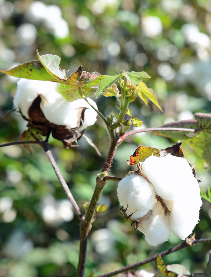 Cotton, Description, History, Production, Uses, Botanical Name, & Facts,  Cotton 