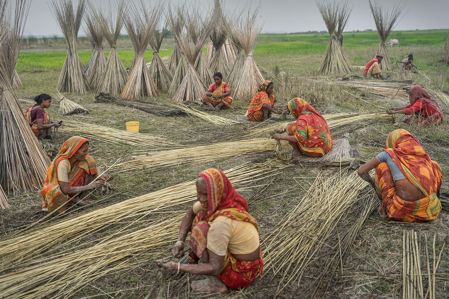 Jute Cultivation  Global Climate Change